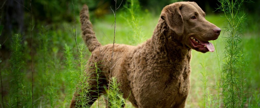 Il tuo cane è un cacciatore? Come scoprirlo