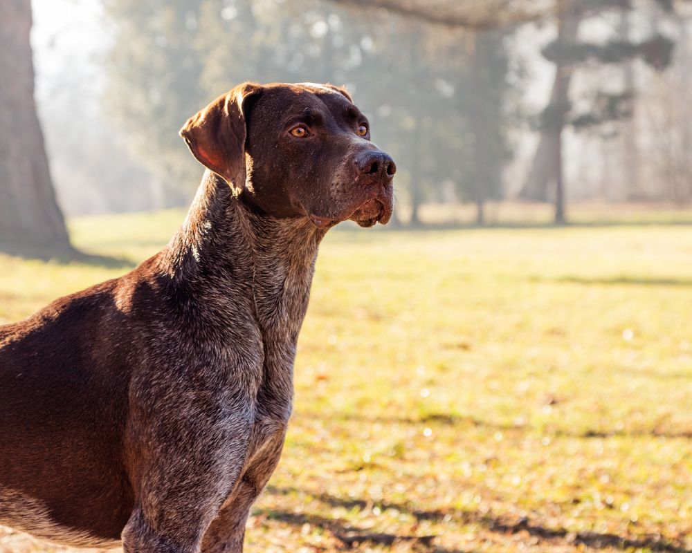 Il tuo cane è un cacciatore? Come scoprirlo