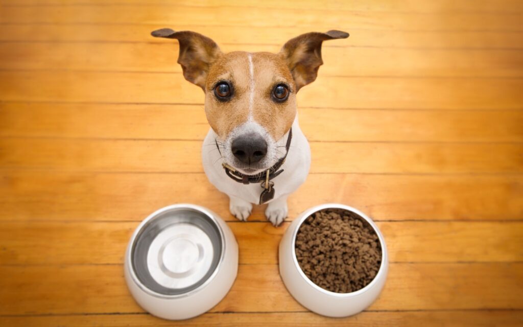 Gli alimenti monoproteici per cani