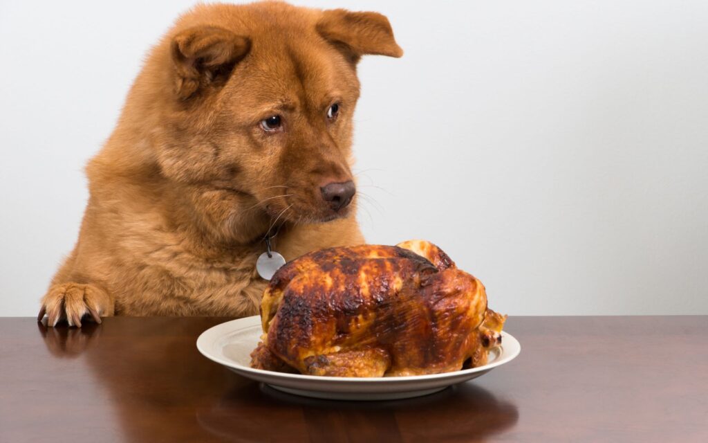 Il tuo cane è davvero intollerante al pollo?