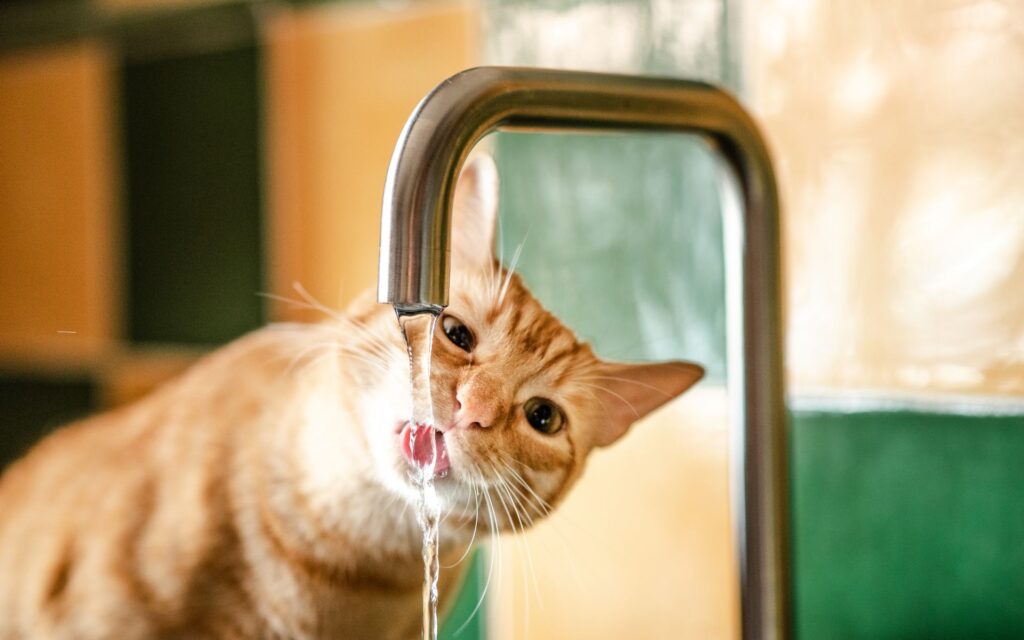 Perchè le crocchette per gatti fanno venire problemi ai reni