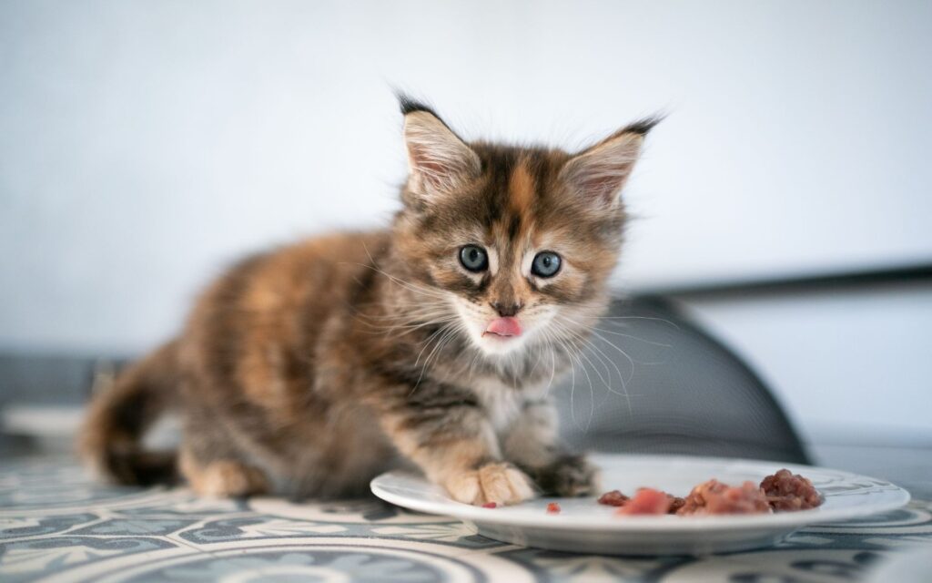 Come incide la dieta del gattino sul suo sviluppo?