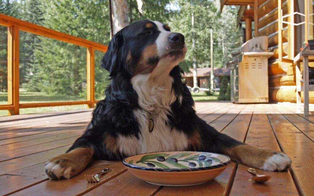 L'alimento umido non sazia il tuo cane?