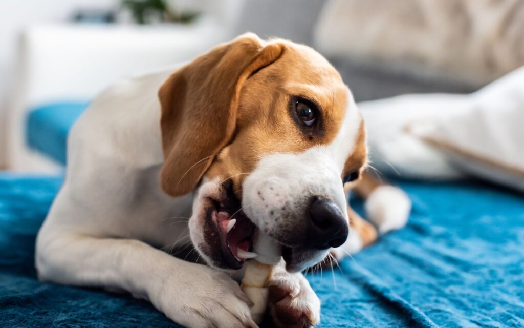 L’importanza della masticazione: come iniziare a far masticare un cane