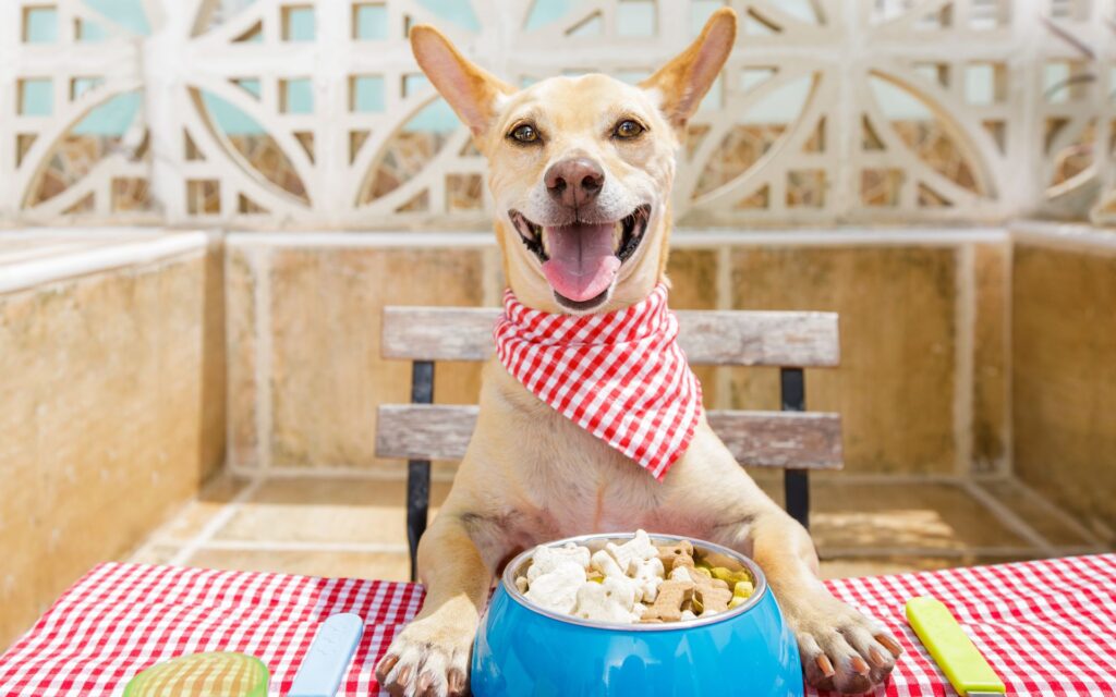 5 consigli per cambiare l'alimentazione del tuo cane senza stress