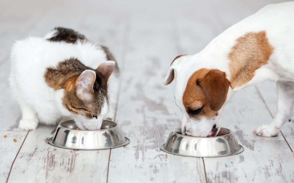 Gli integratori per la salute del tuo cane e del tuo gatto