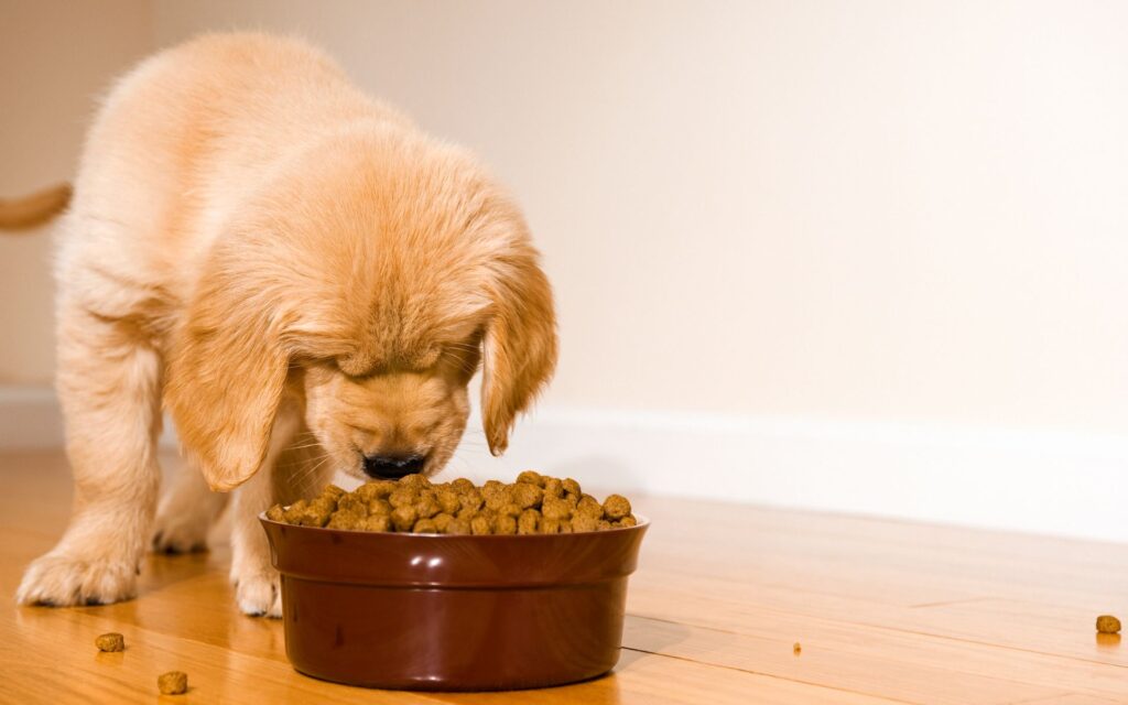 Quanti pasti al giorno deve fare un cane adulto?