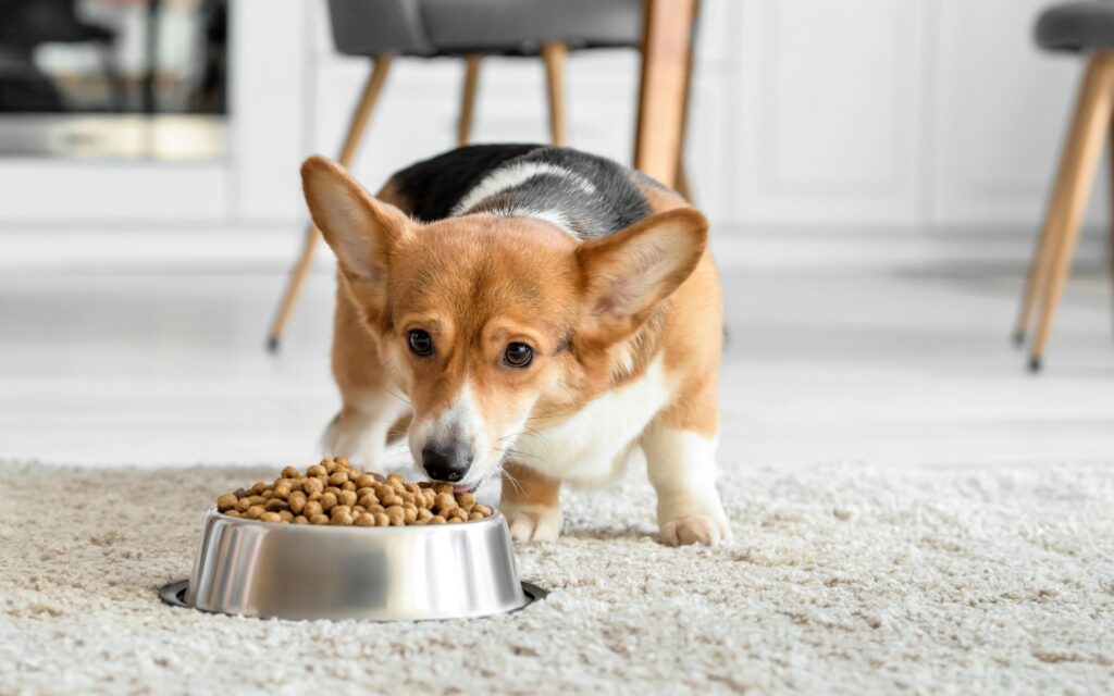 Riconoscere i segnali di stress del cane durante l'alimentazione