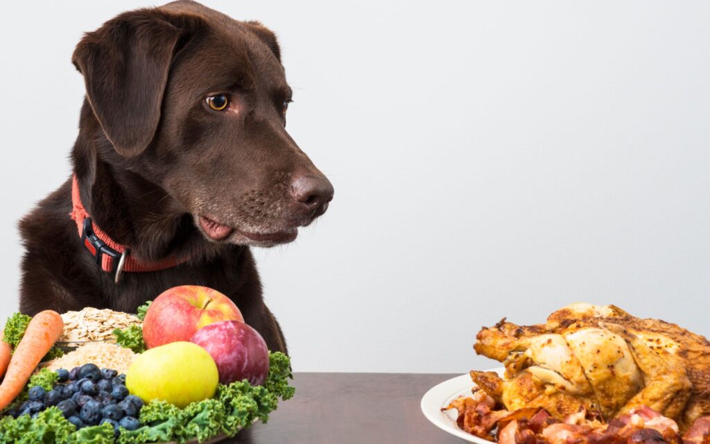 Veganismo e riflessioni sull'alimentazione di cani e gatti