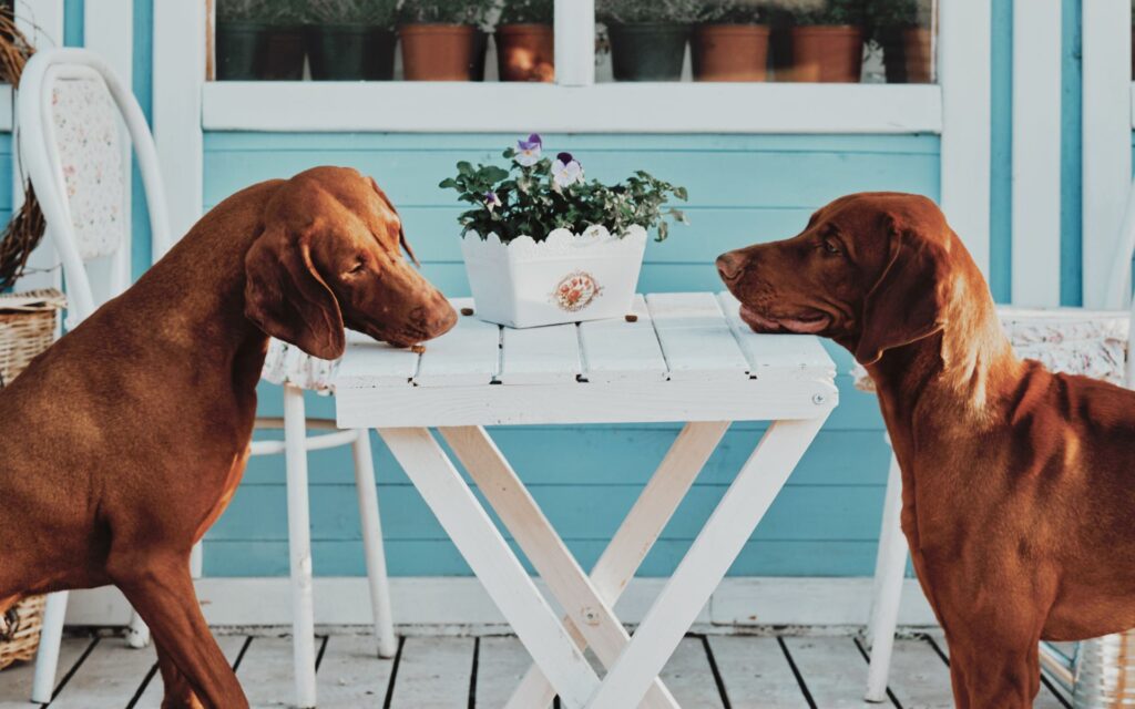 cani piani alimentari diversi