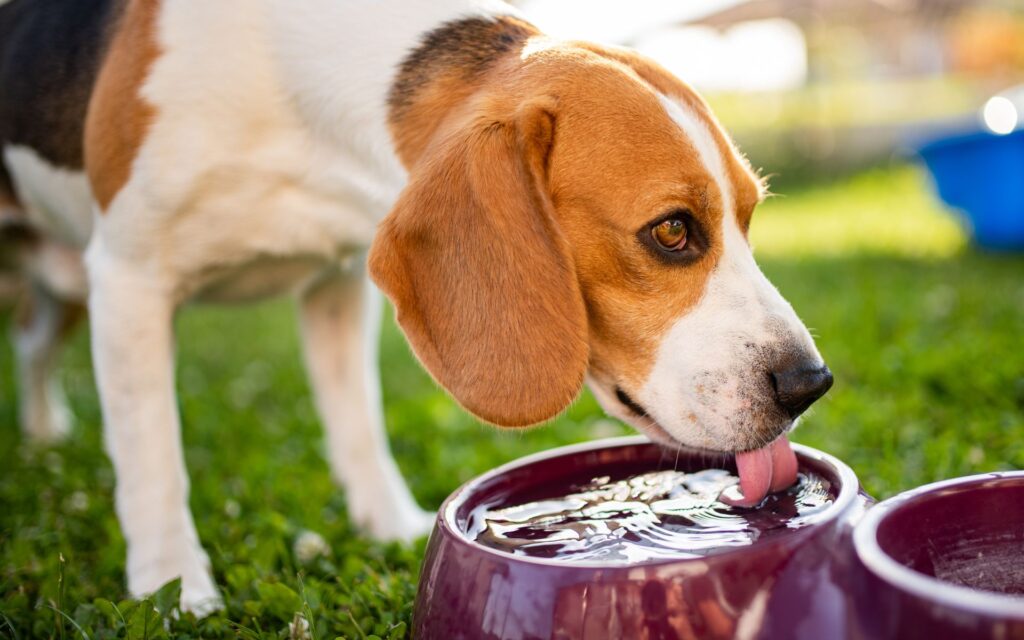 Mantenere il tuo cane idratato