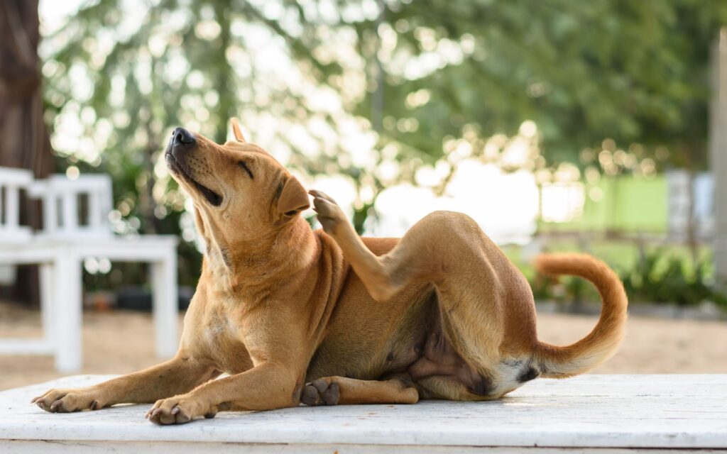 Prurito costante nel cane: l'importanza di un'alimentazione corretta per una pelle sana