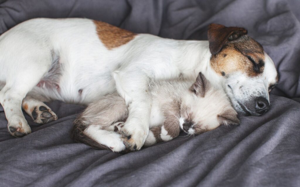 3 aspetti per prendersi cura del sistema immunitario degli animali domestici