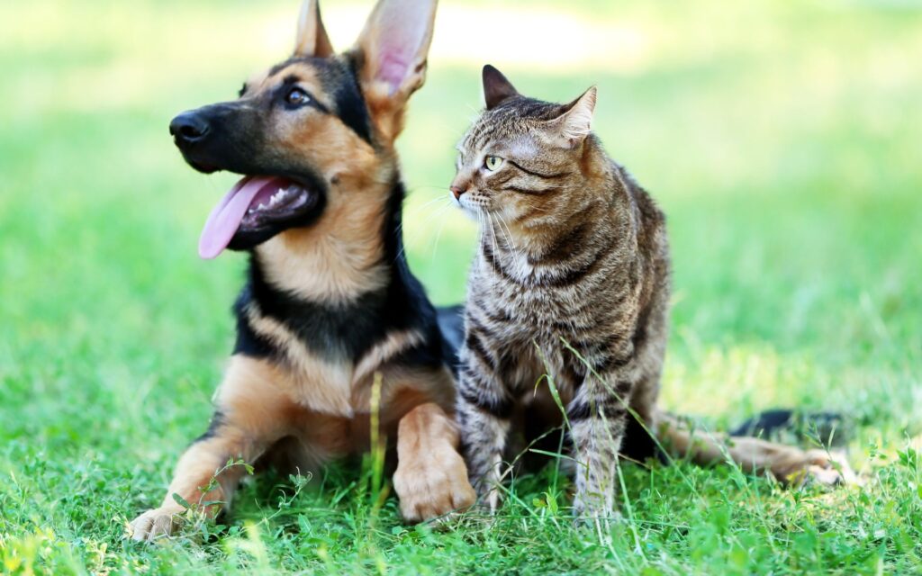 L'arrivo della primavera per gli animali domestici: come adattarsi ai cambiamenti climatici