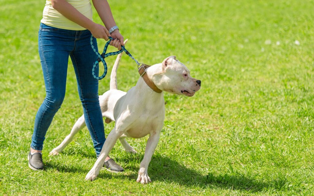 Come un'alimentazione sana può ridurre l'aggressività nei cani?